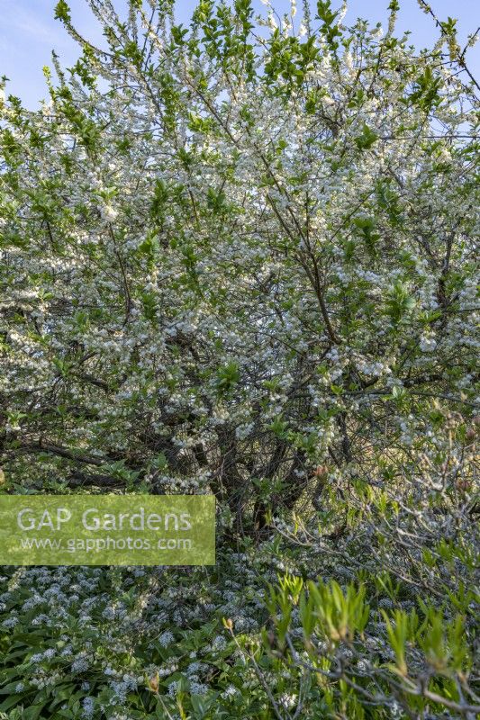 Halesia carolina Vestita Group - Carolina silverbell floraison dans un jardin de printemps en avril