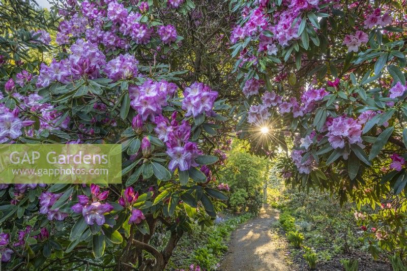 Rhododendrons matures floraison dans West Garden Lodge au printemps - mai