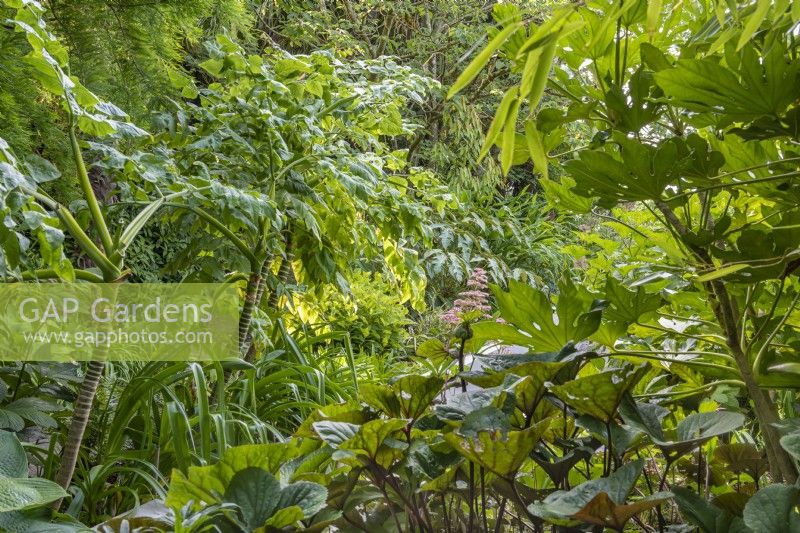 Vue sur les plantes à feuillage exotique poussant dans le jardin de campagne contemporain dell dell en été - juillet
