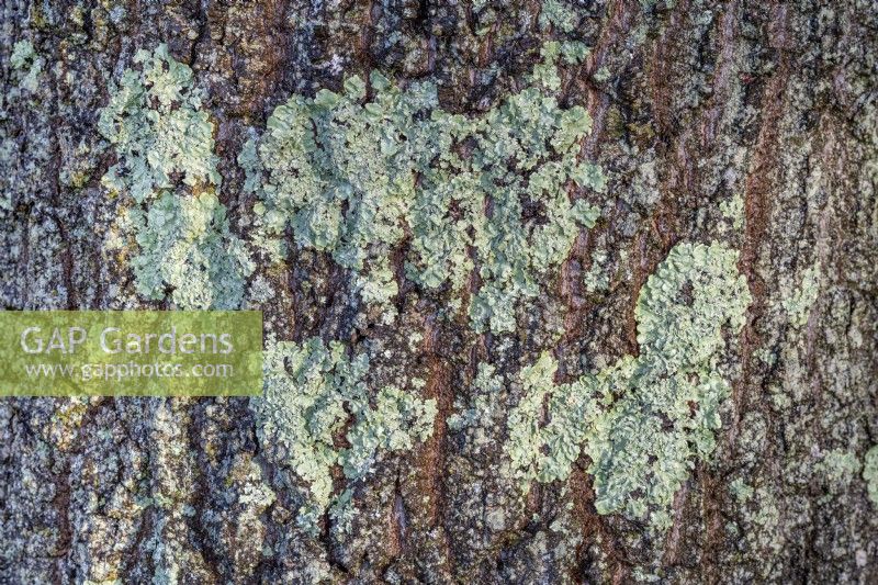 Lichens sur tronc de chêne - octobre