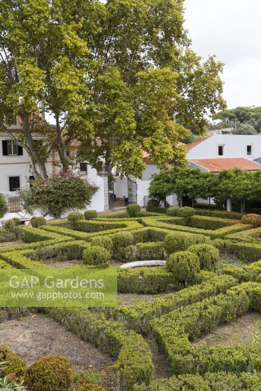 Le Box Parterre - Jardim de Buxo. Haies basses et boules de buis en mauvais état avec quelques plantes mortes ou mourantes. Vue sur la maison et les dépendances. Seixal, près de Setubal, Portugal. septembre