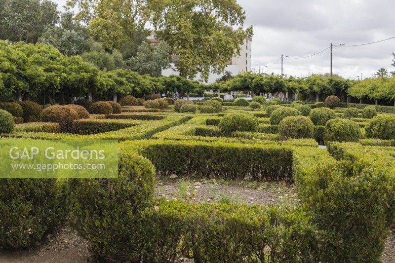 Le Box Parterre - Jardim de Buxo. Haies basses et boules de buis en mauvais état avec quelques plantes mortes ou mourantes. Seixal, près de Setubal, Portugal. septembre