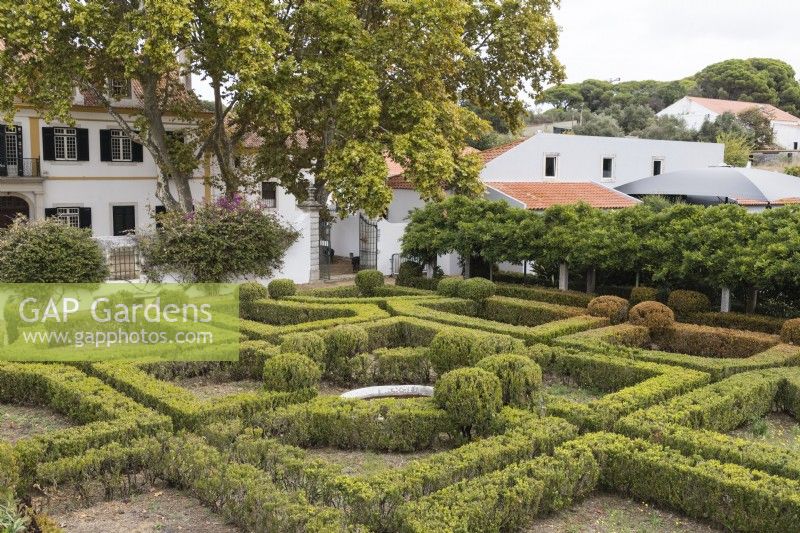 Le Box Parterre - Jardim de Buxo. Haies basses et boules de buis en mauvais état avec quelques plantes mortes ou mourantes. Vue sur la maison. Seixal, près de Setubal, Portugal. septembre