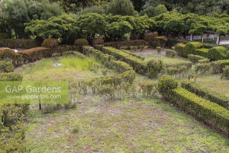 Le Box Parterre - Jardim de Buxo. Haies basses et boules de buis en mauvais état avec quelques plantes mortes ou mourantes. Seixal, près de Setubal, Portugal. septembre