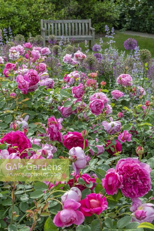 Rosa 'Gertrude Jekyll' floraison dans une roseraie de campagne en été - juin