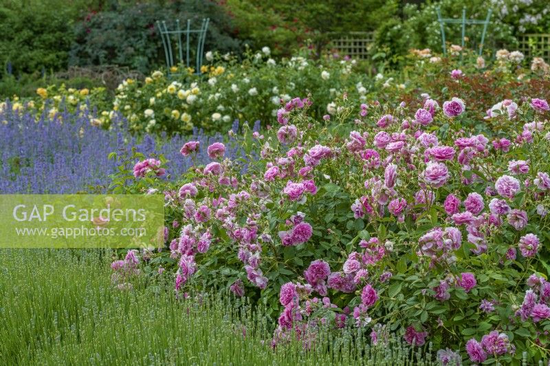 Rosa 'Harlow Carr' floraison dans une roseraie de campagne en été - juin