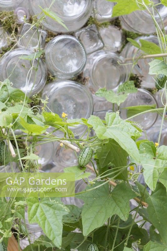 Vignes de cucamelon poussant à l'extérieur d'une serre recyclée à l'aide de brochettes de bambou placées entre des bouteilles en verre