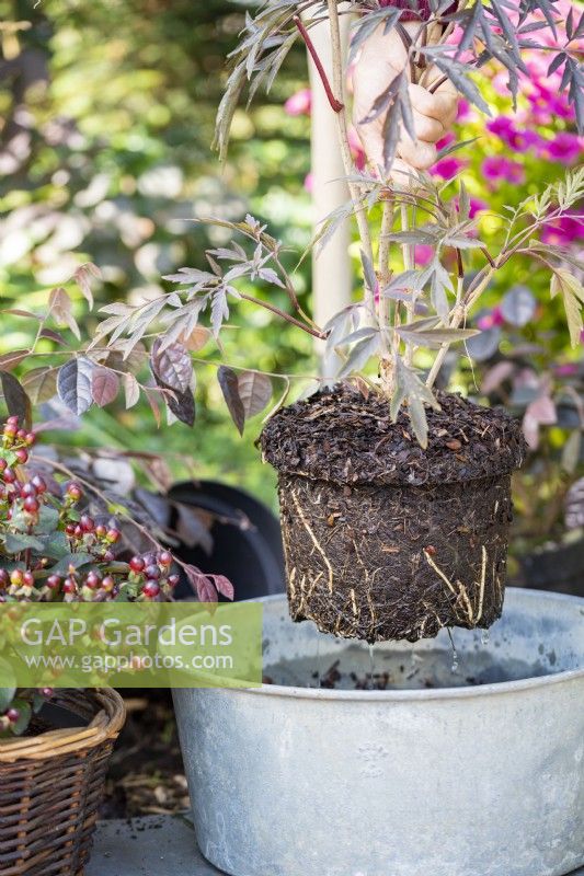 Retirer Sambucus nigra 'Black Lace' de l'eau