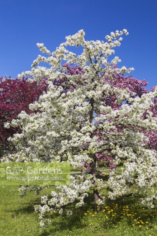 Malus 'Sugar Tyme' - Pommier en fleurs à fleurs blanches - Mai