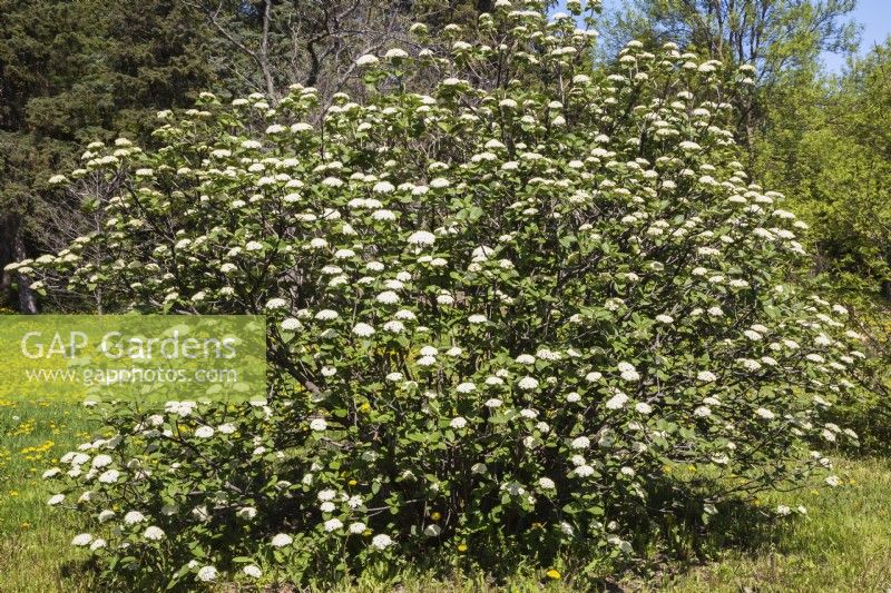 Vibutnum lantana - Arbre voyageur à fleurs blanches - Mai