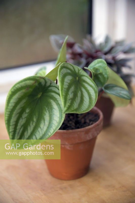 Peperomia argyreia syn.'Pastèque'