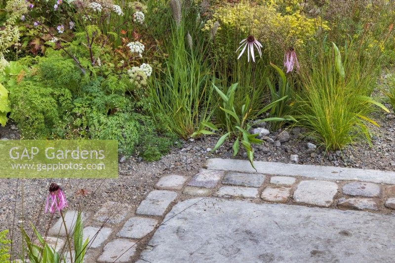 Le jardin M et G. Détail de la zone pavée avec un mélange de gravier et de pavage pour un meilleur drainage. Combinaison de plantation d'automne comprenant Echinacea pallida, Pennisetum alopecuroides 'Cassian', Sporobolus heterolepis et Solidago x luteus 'Lemore'.