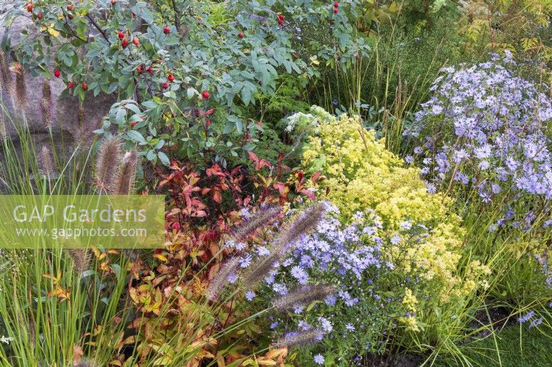 Le jardin M et G. Combinaison de plantation d'automne avec Rosa glauca, Symphyotrichum oblongifolium 'October Skies', et Solidago x luteus 'Lemore'.