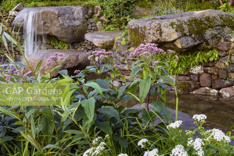 Jardin du Psaume 23. Cascade naturaliste d'eau de granit, roches usées dans un mur de pierres sèches dans une piscine tranquille. Avec Eupatorium maculatum'Riesenschirm'.
