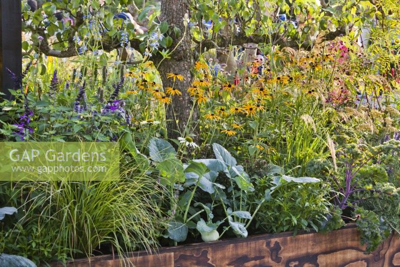 Parterre surélevé planté de légumes, vivaces, graminées et fines herbes. Il Persley Box Garden au Chelsea Flower Show 2021