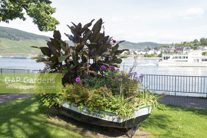 Caractéristique de jardin - bateau orné d'entre autres plantes canna le long du quai de Boppard, Allemagne