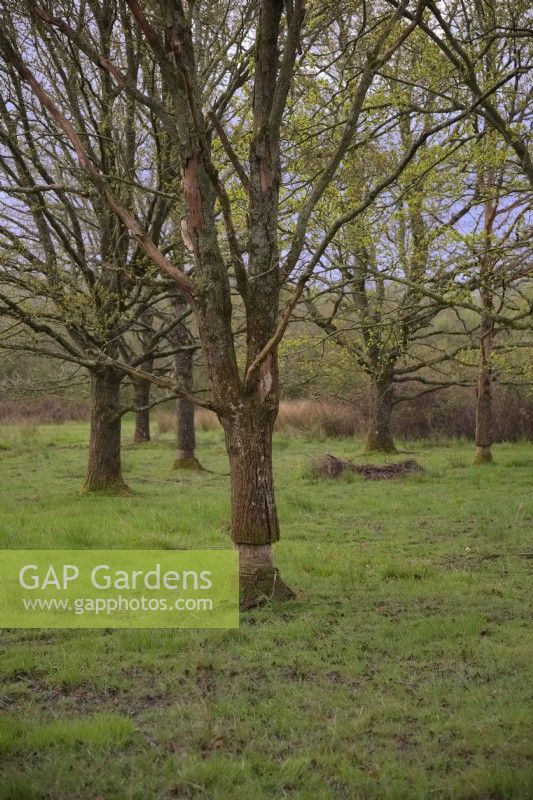 Gestion d'une réserve pour la faune - Conservation des papillons - Arbres à écorce annulaire pour réduire la population et fournir du bois mort sur pied et des tas de bois mort - Alners Gorse, Dorset, UK