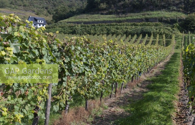 Hammerstein / Leutesdorf Rhénanie-Palatinat Allemagne Vignobles du Mittelrhein, réputés pour les vins de Riesling.