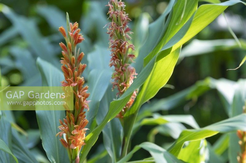 Hedychium densiflorum - 'Assam Orange' - Gingembre Lily