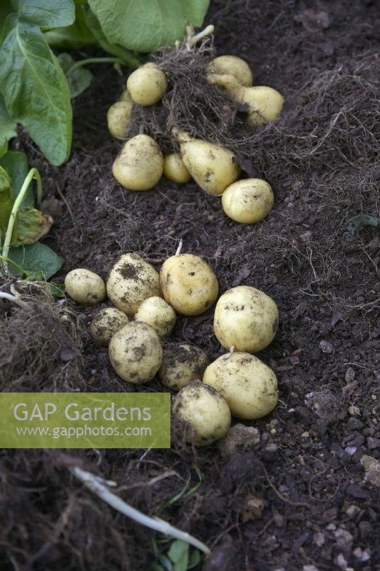 Les pommes de terre Solanum tuberosum 'Marfona' plantées le 25 février et récoltées le 4 juin ont des rendements très similaires à partir d'un pot de 20 litres (avant) ou d'un pot de 10 litres