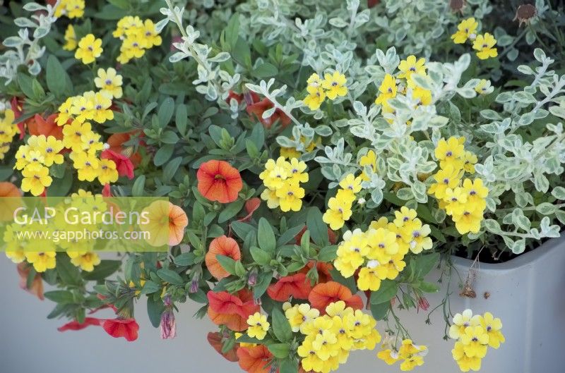 Nemesia Sunsatia Plus 'Little Banana' avec Calibrachoa Superbells Unique 'Orange' et Helichrysum petiolare 'Roundabout'