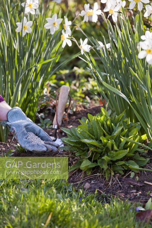 Femme appliquant de l'engrais au sol dans un parterre de fleurs au printemps.