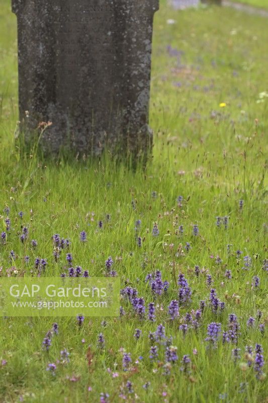 Cimetière à gestion sensible montrant Ajuga reptans - Bugle