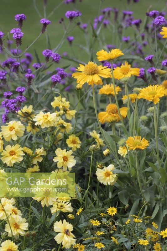 Gaillardia 'Mesa Yellow' et Coreopsis 'Galaxy' Big Bang séries avec Verbena rigida 'Santos Purple' derrière - Juillet