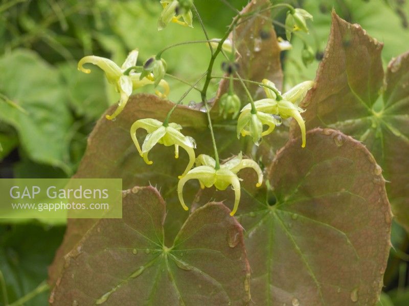 Epimedium franchetii 'Papillon de soufre'