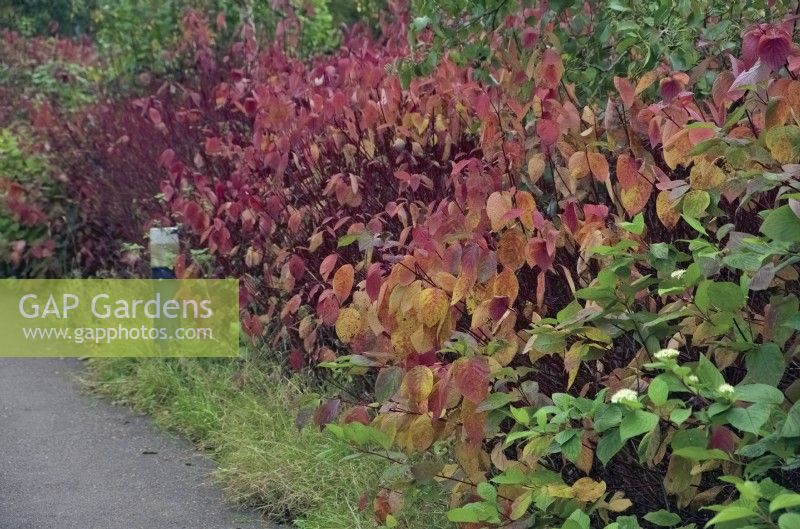 Cornus sanguinea dans les plantations d'agrément le long d'un sentier public en octobre
