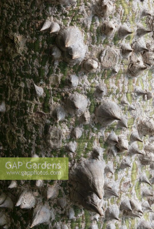 Ceiba speciosa - arbre de soie de soie détail de l'écorce montrant des excroissances épineuses.