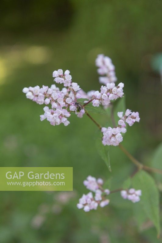 Persicaria campanulata - Petites renouées