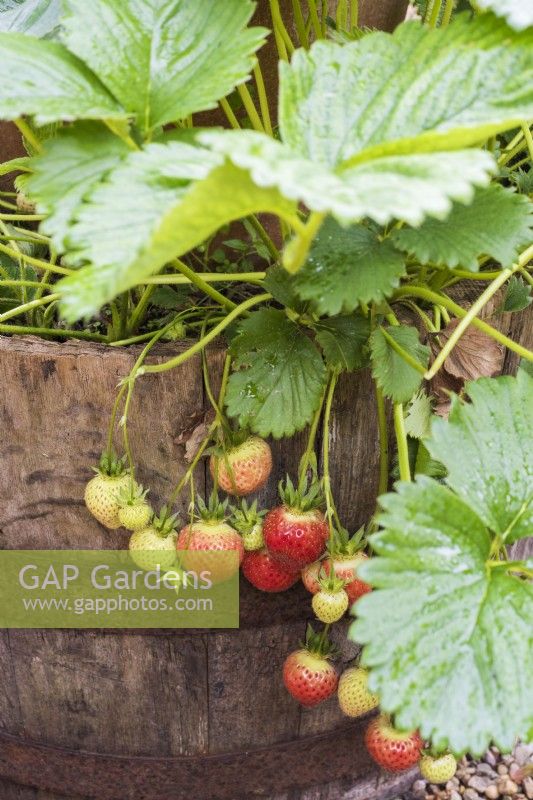 Fraises mûrissant dans le planteur de baril de chêne