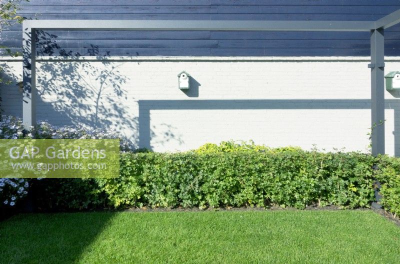 Pergola en métal gris. Nichoirs accrochés au mur peint en gris avec ombre et Aster près de la haie.