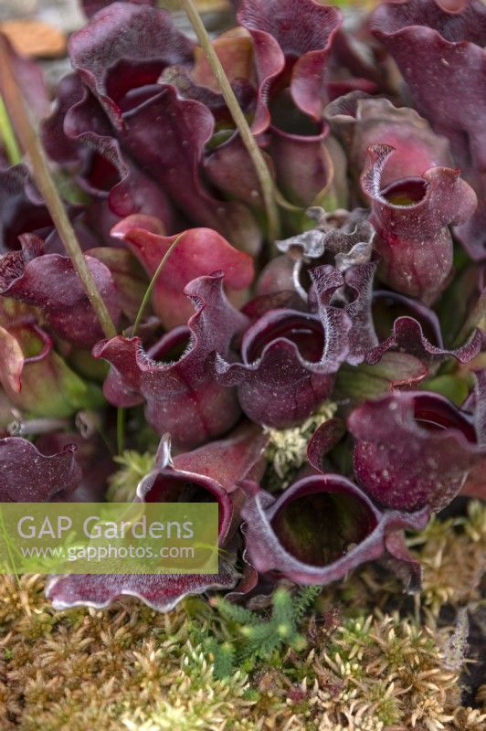 Sarracenia purpurea - plante pichet violet