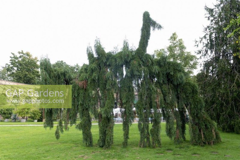 Sequoiadendron giganteum - séquoia géant en forme de mammouth et émettant des sons appropriés. Jardins botaniques de Karlsruhe.