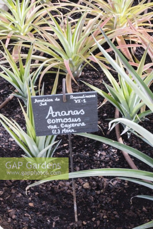 Petites plantes d'ananas avec étiquette en serre dans le jardin botanique. Ananas. Queluz, Lisbonne, Portugal, septembre.