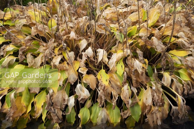 Hosta Pilgrim - Plantain Lily en décomposition en automne