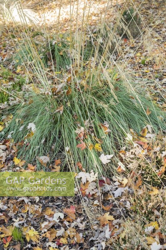 Stipa gigantea - Herbe d'avoine dorée et feuilles d'automne tombées