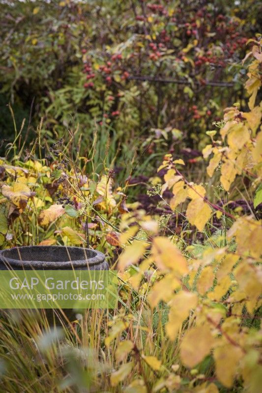 Les feuilles jaunes de Cornus 'Midwinter Fire', l'herbe de faisan et le fenouil encadrent un pot dans un jardin de novembre