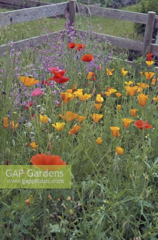 Le premier jardin d'un enfant avec des annuelles à croissance facile, notamment des coquelicots californiens - Eschscholzia californica et des fleurs de nuit parfumées - Mattihola longipetala