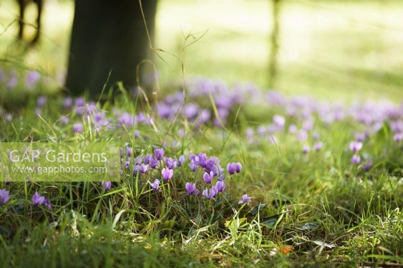 Cyclamen hederifolium naturalisé dans l'herbe à Hergest Croft Gardens, Herefordshire en octobre