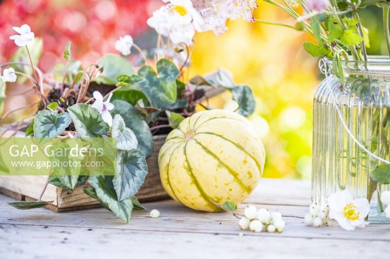 Courge à côté d'un plateau en bois de Cyclamens, vase en verre et Symphoricarpus - Snowberries