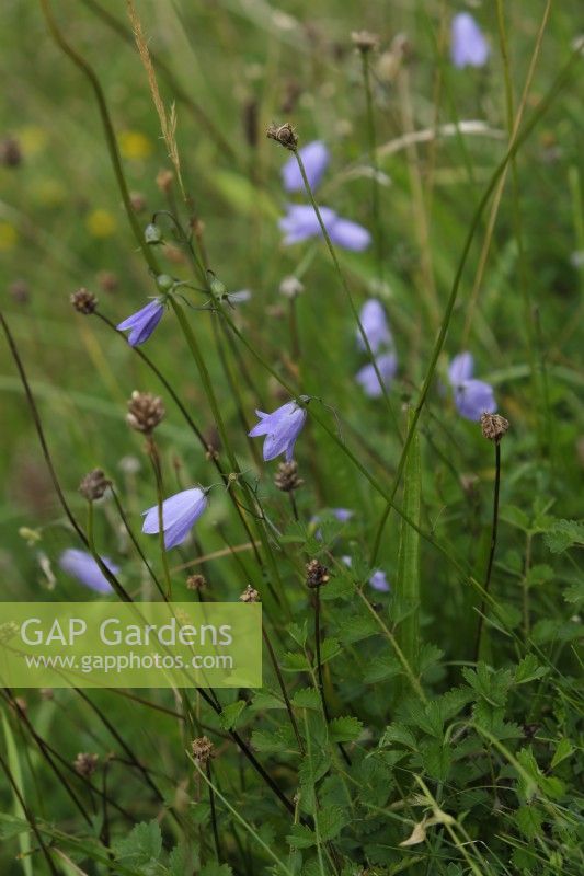 Campanula rotundifolia - Harebell poussant sur l'herbe crayeuse downland