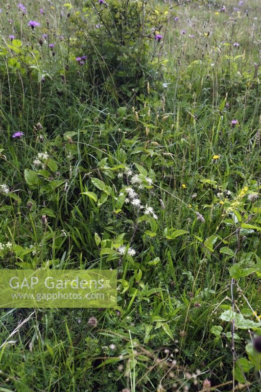 Clematis vitalba - Old mans Beard poussant sur l'herbe crayeuse downland