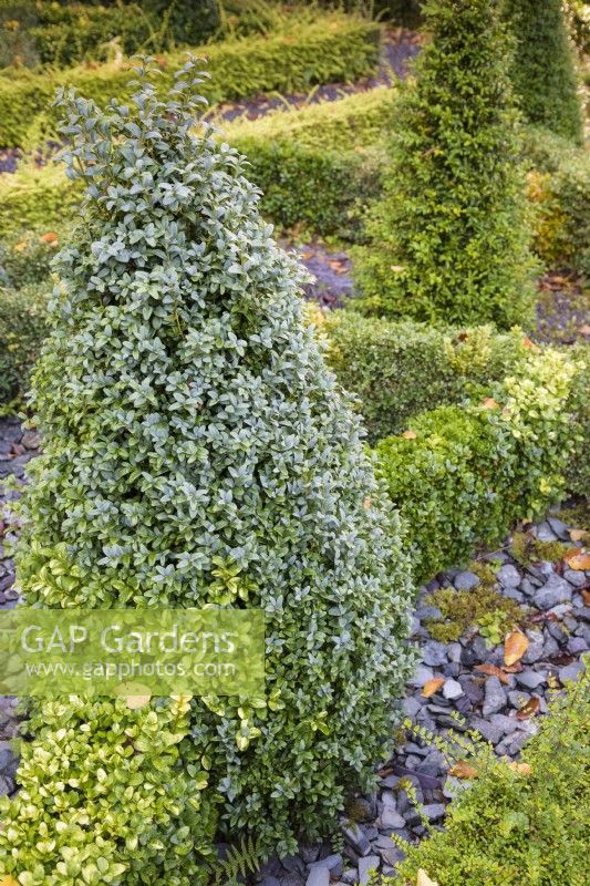 Le jardin d'ardoise à Hergest Croft Gardens, Herefordshire en octobre fabriqué à partir de différentes variétés de fort et Lonicera nitida
