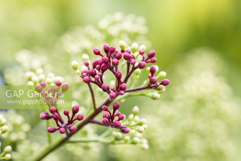 Skimmia japonica 'Finchy'