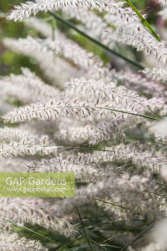 Pennisetum orientale - août.