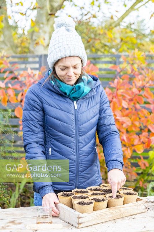 Femme perçant un trou pour planter les graines de Lathyrus dans