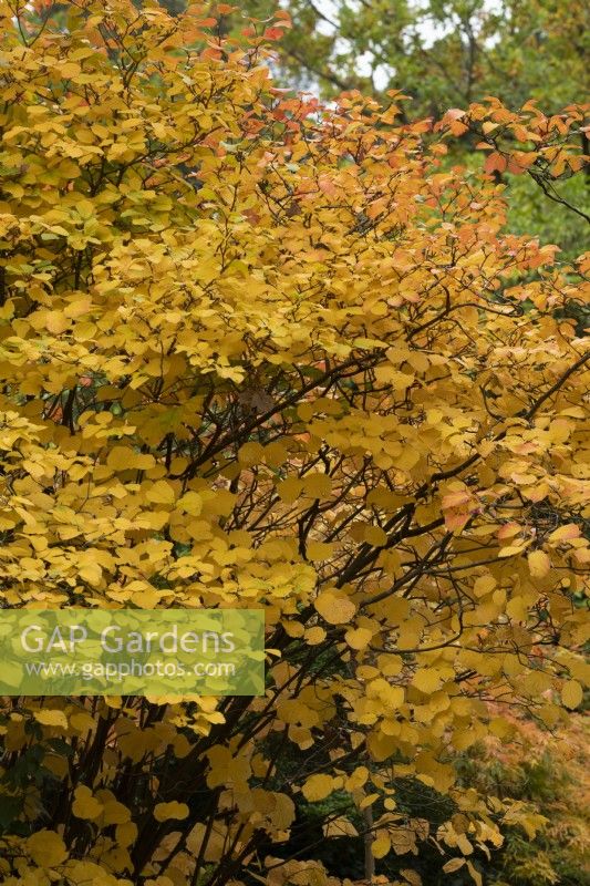 Fothergilla major - Aulne de montagne en automne